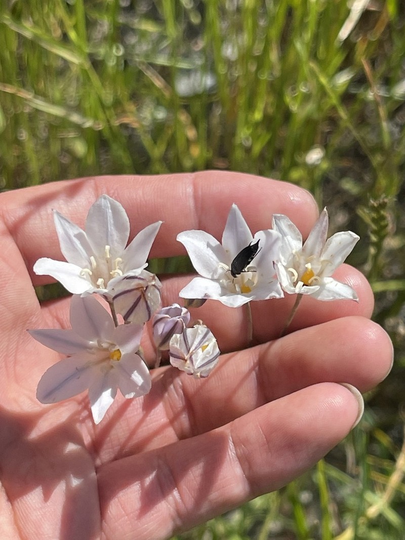 Long-Ray Brodiaea photo 6