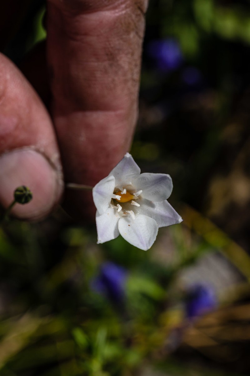 Long-Ray Brodiaea photo 7