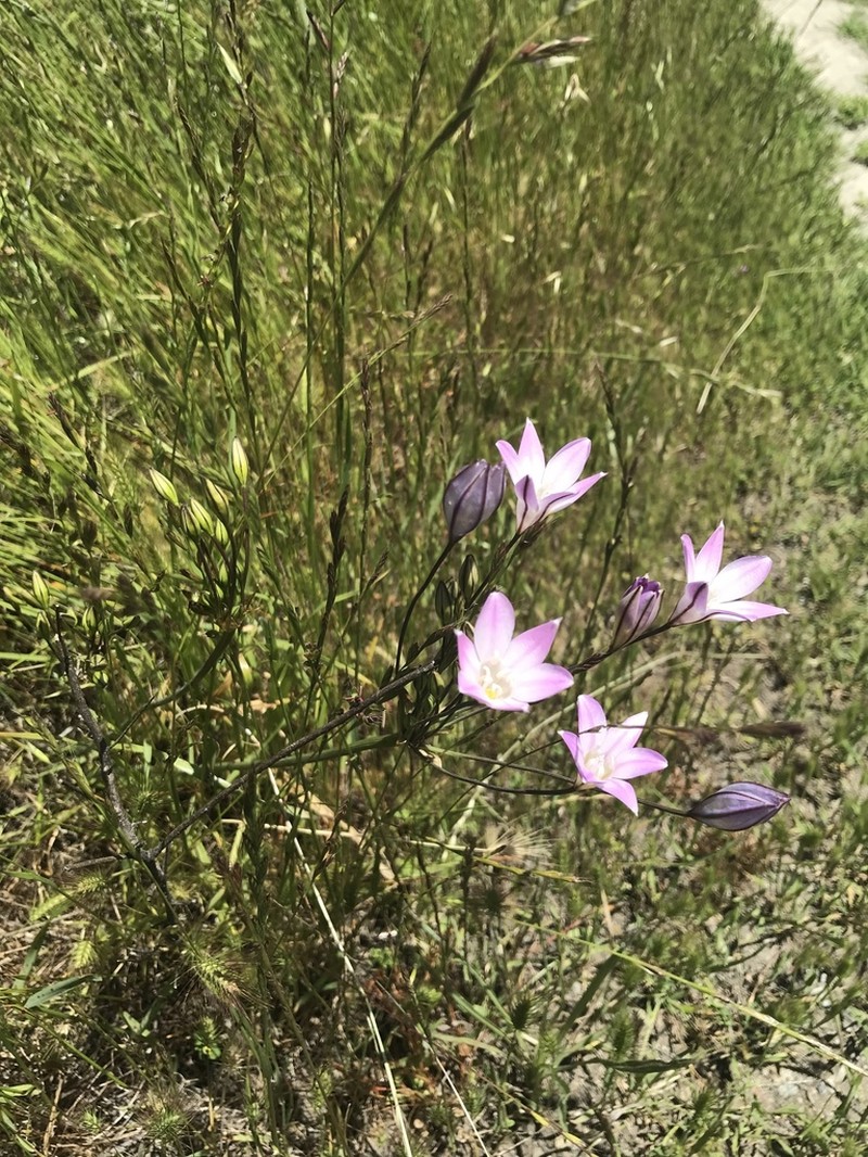 Long-Ray Brodiaea photo 8