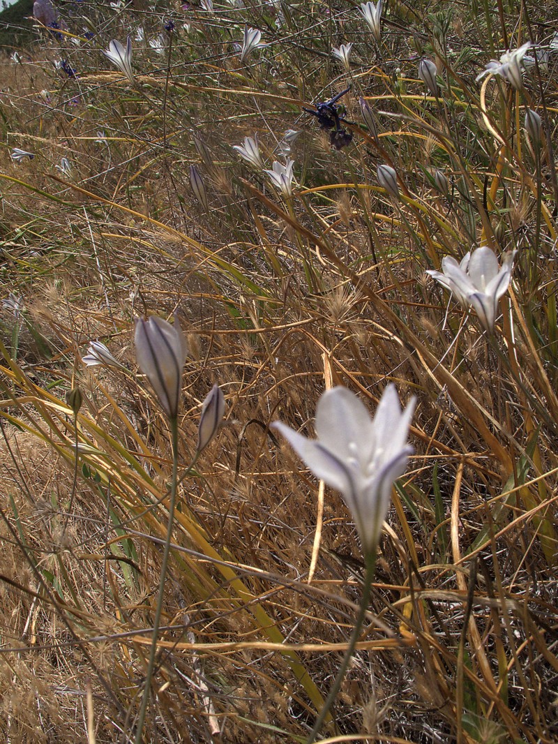 Long-Ray Brodiaea photo 6