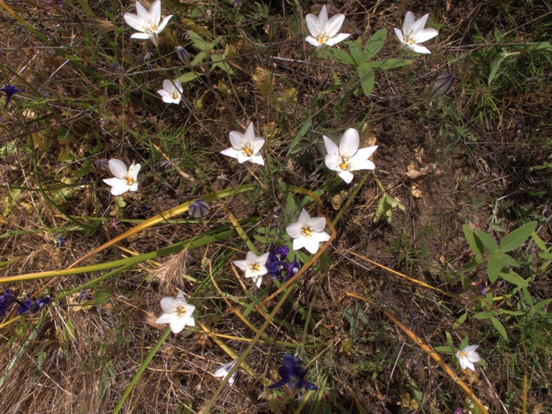 Long-Ray Brodiaea photo 7