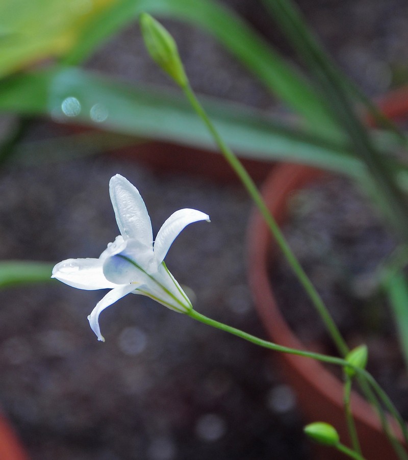 Long-Ray Brodiaea photo 8