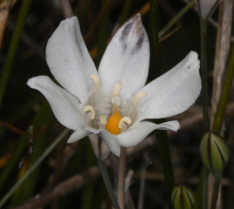 Long-Ray Brodiaea photo 5