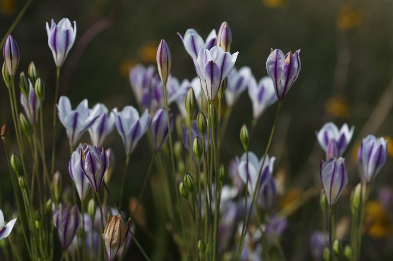 Long-Ray Brodiaea