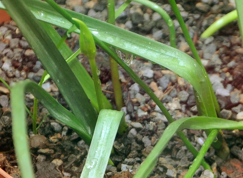 Long-Ray Brodiaea photo 2