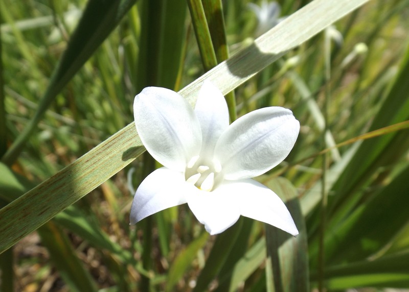 Long-Ray Brodiaea photo 3