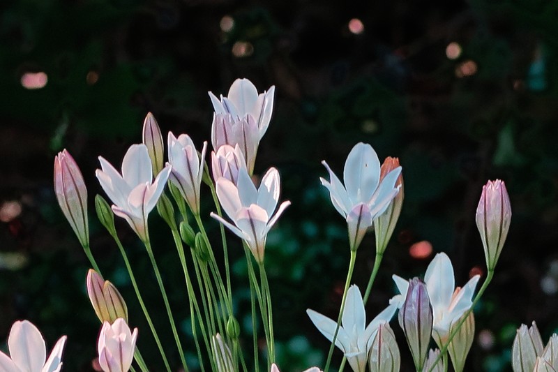 Long-Ray Brodiaea photo 4