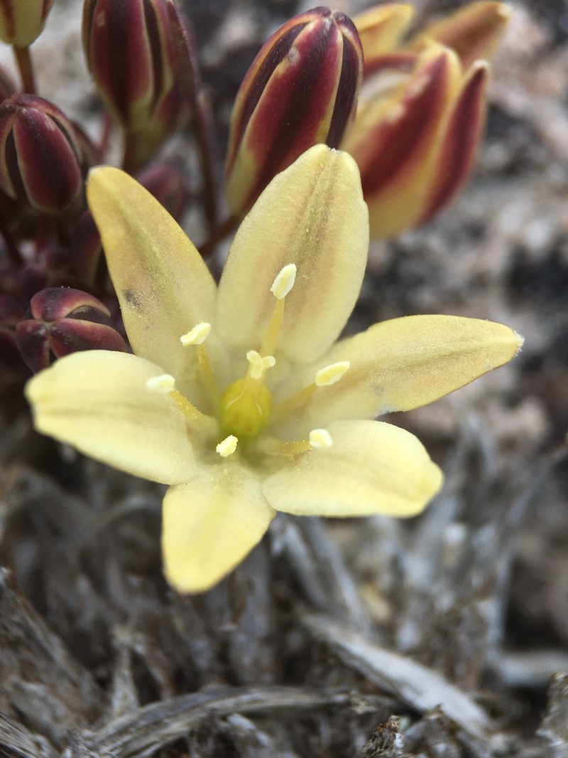 Triteleia piutensis photo 3