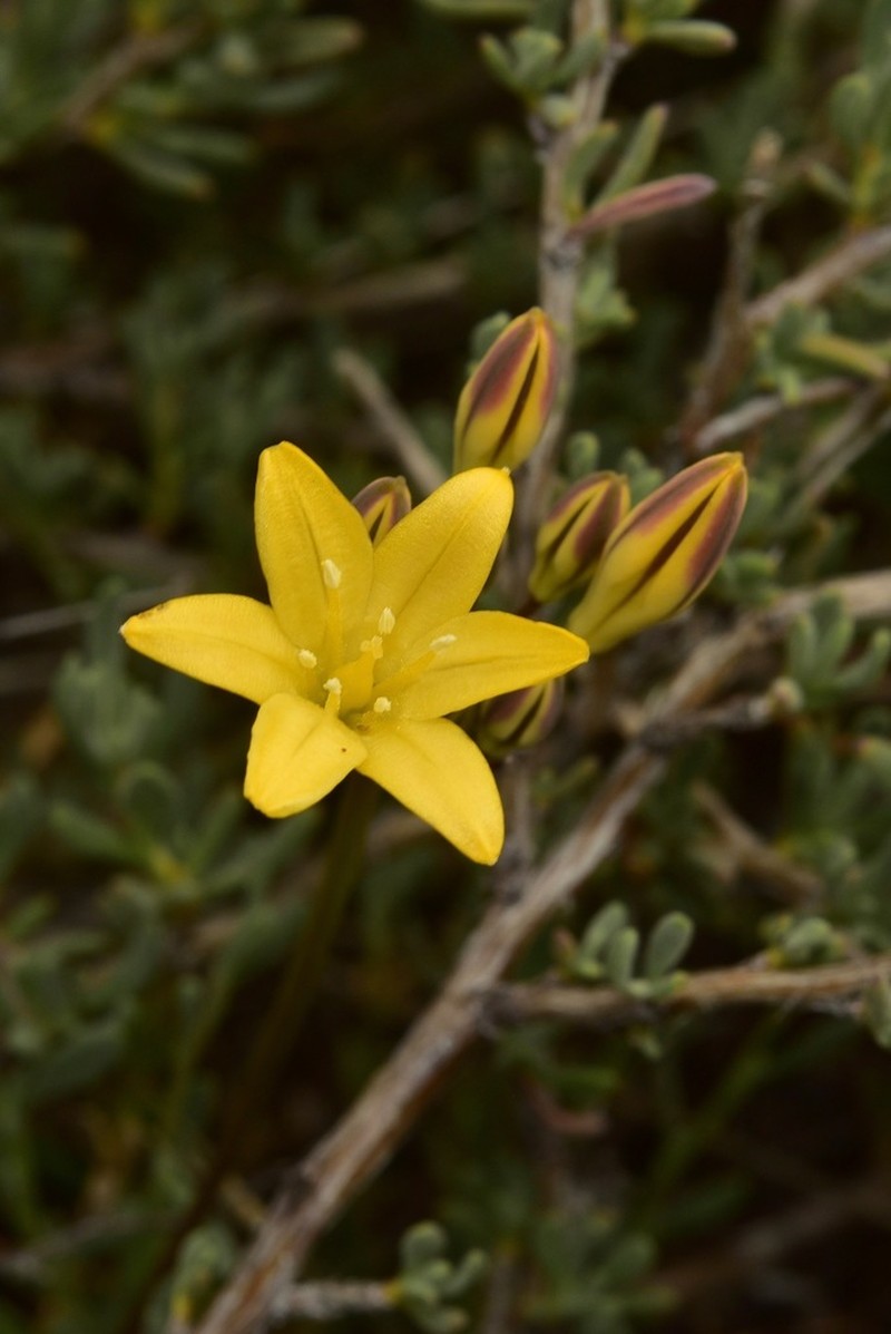 Triteleia piutensis photo 4