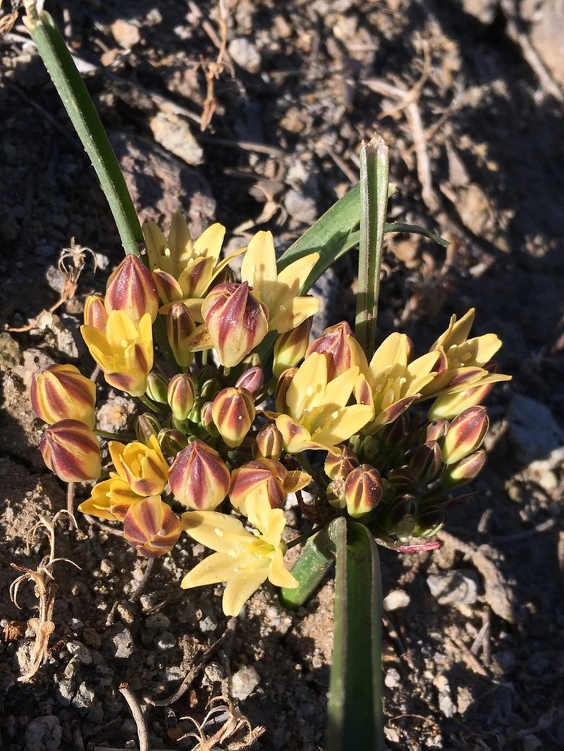 Triteleia piutensis photo 6