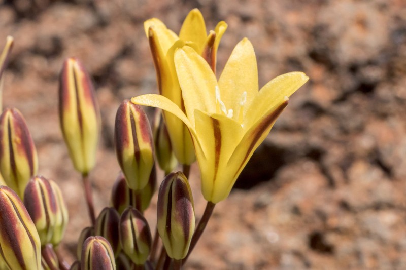Triteleia piutensis photo 8