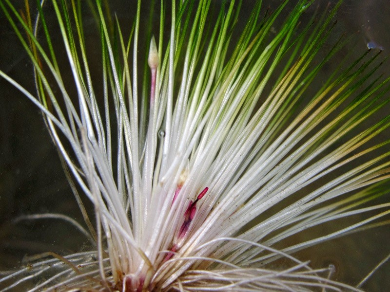 Trithuria inconspicua subsp. inconspicua
