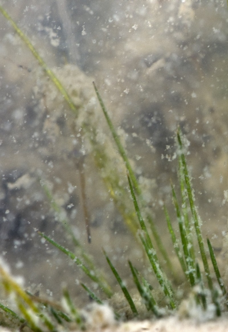 Trithuria inconspicua subsp. inconspicua photo 2