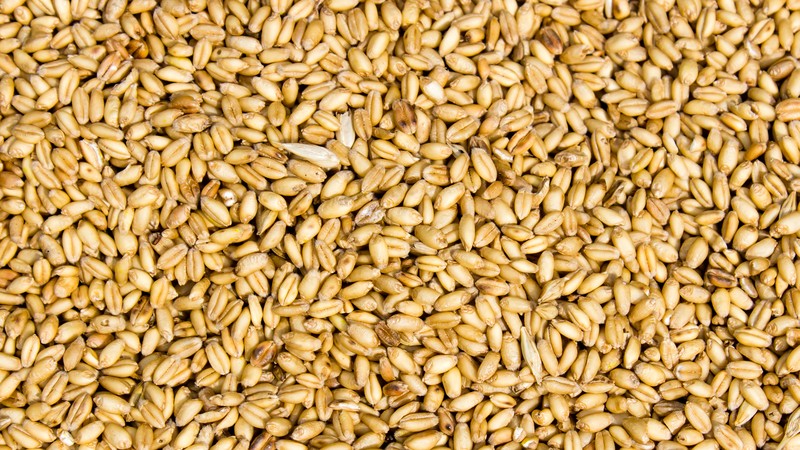 Common Wheat photo 2