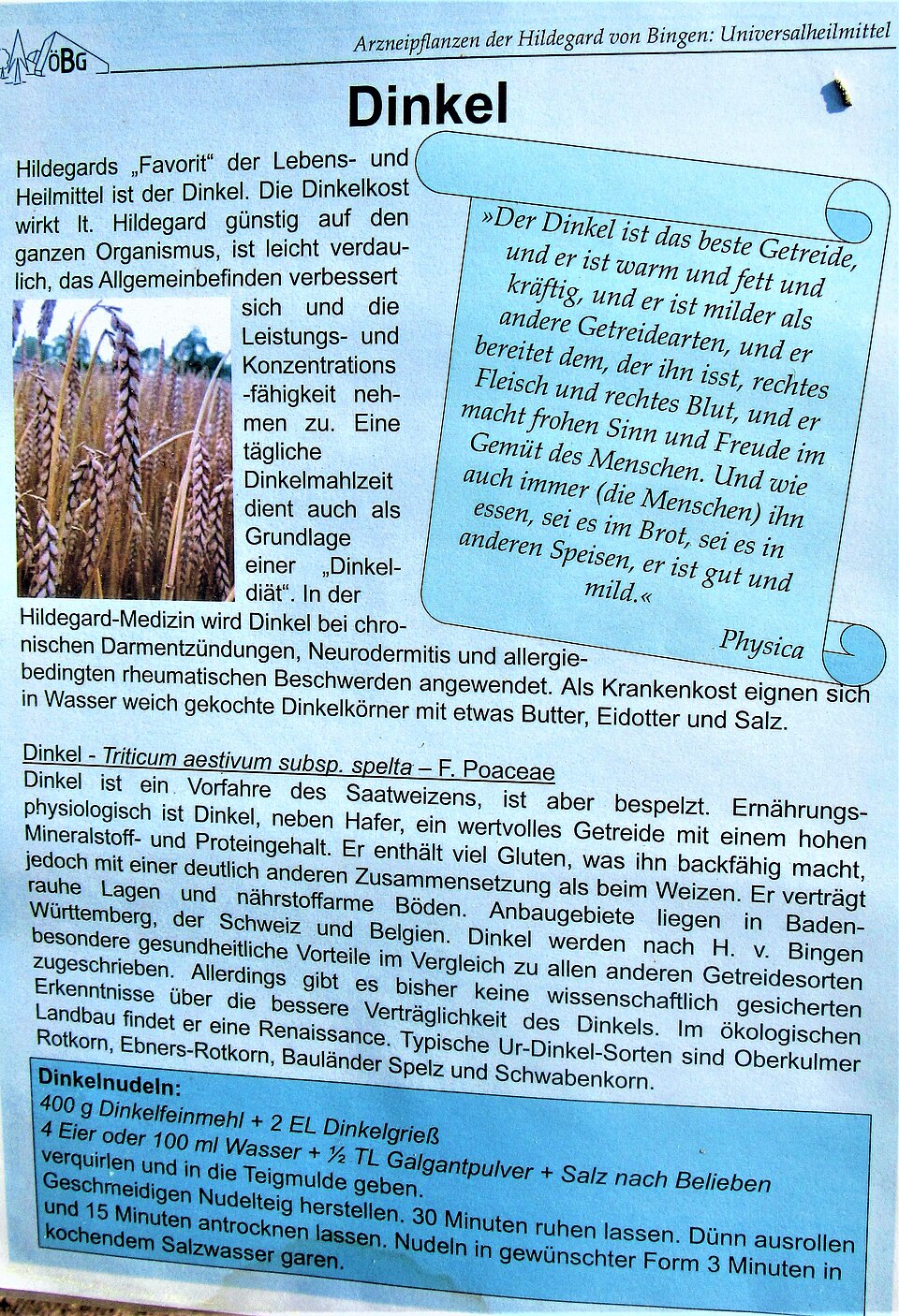 Common Wheat photo 6