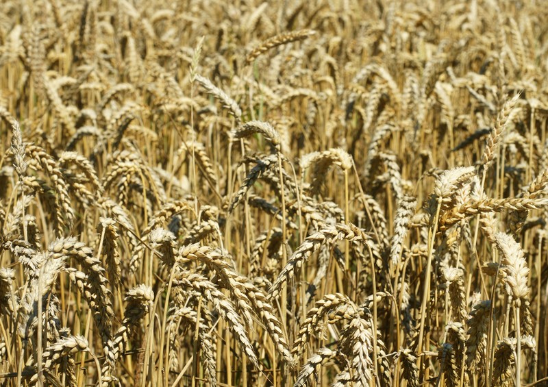 Common Wheat photo 3