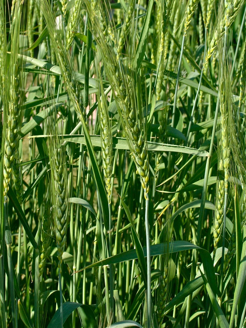 Common Wheat photo 4