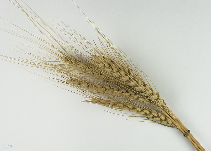 Common Wheat photo 5