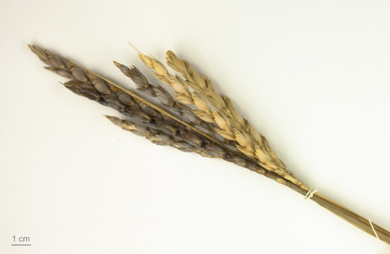 Common Wheat photo 7