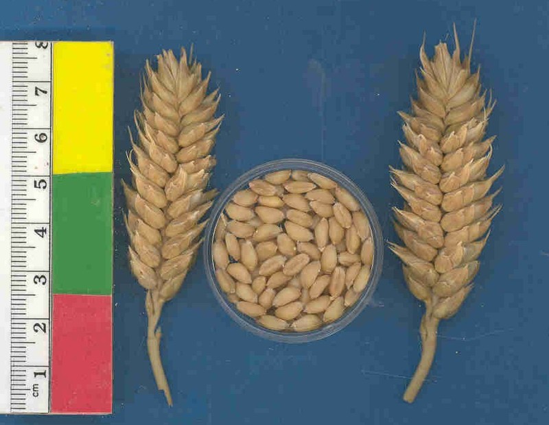 Common Wheat photo 8