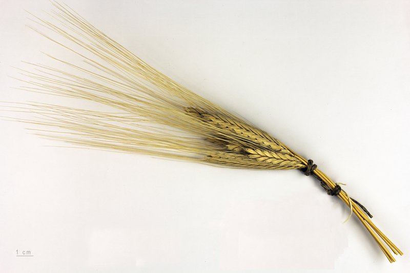 Triticum monococcum