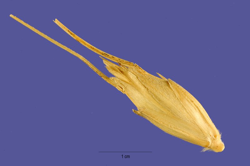 Timopheev's Wheat