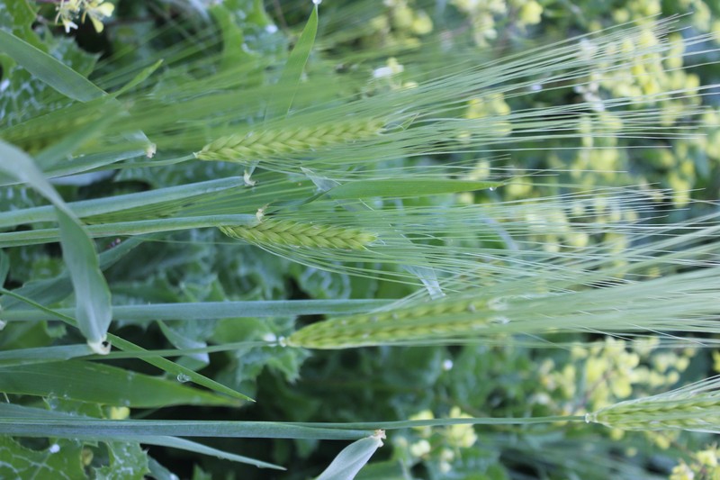 Rivet Wheat photo 5