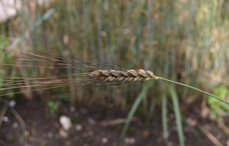 Rivet Wheat