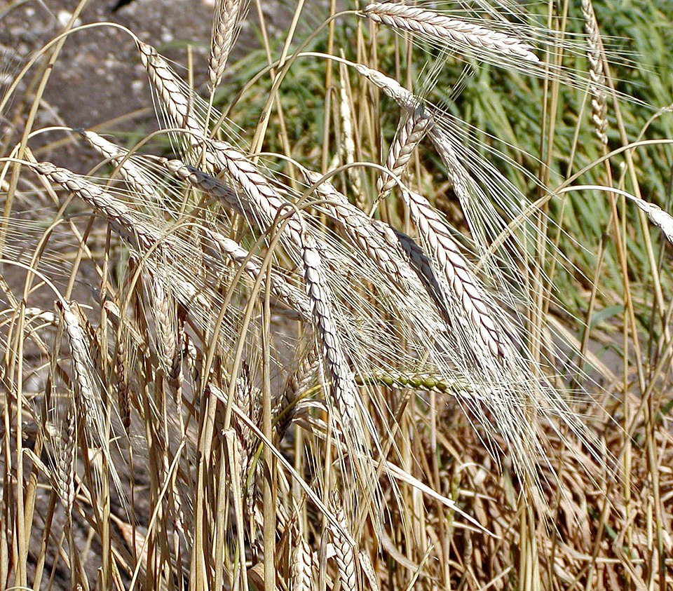Rivet Wheat photo 6