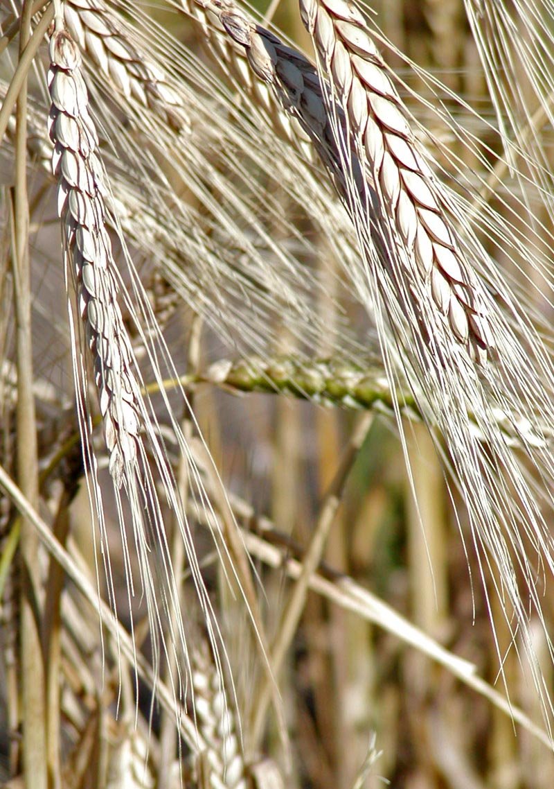 Rivet Wheat photo 7