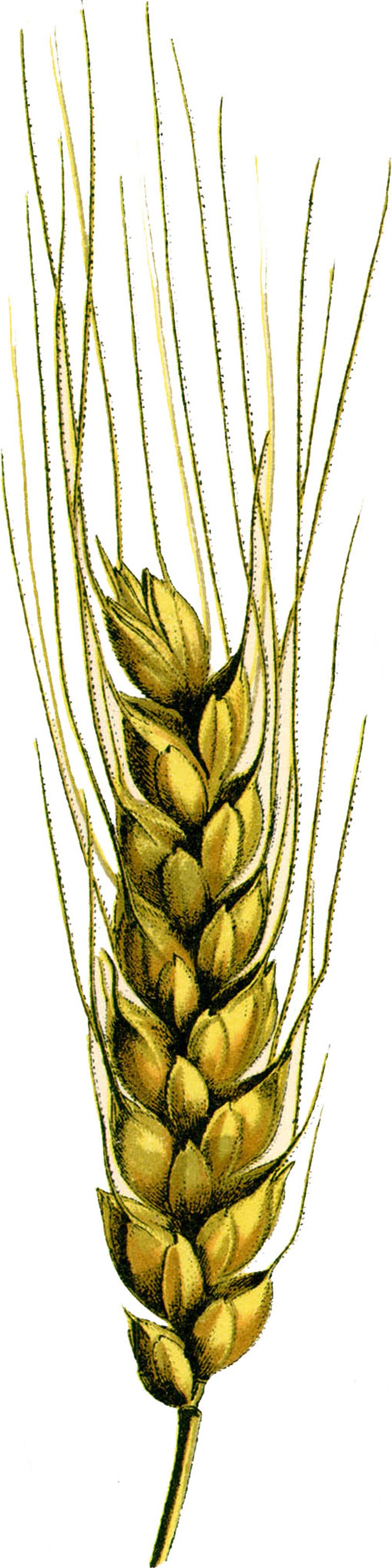 Rivet Wheat photo 8