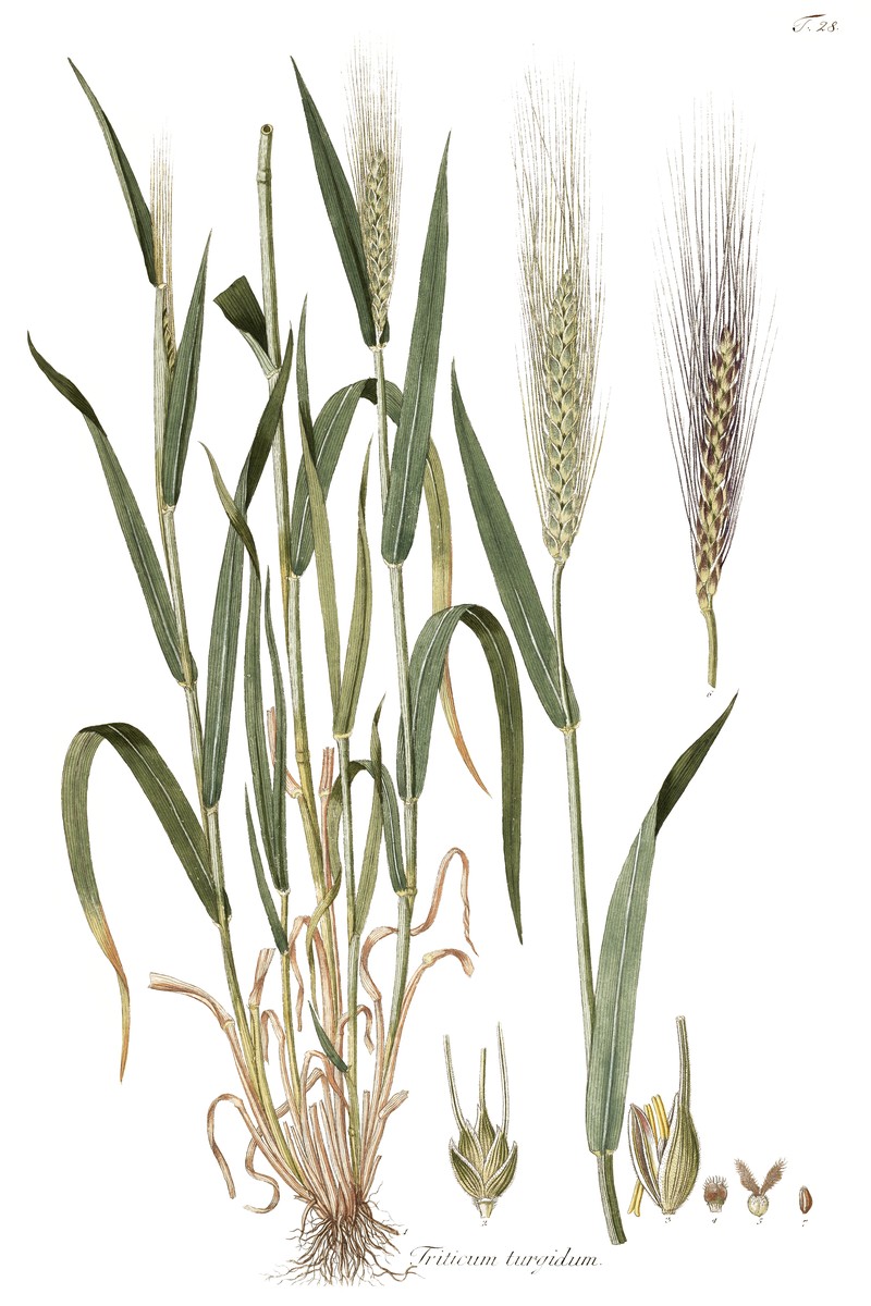 Rivet Wheat photo 2