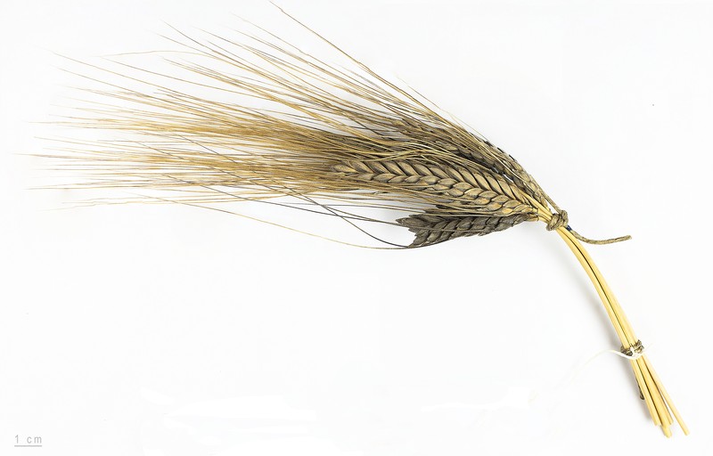 Rivet Wheat photo 3