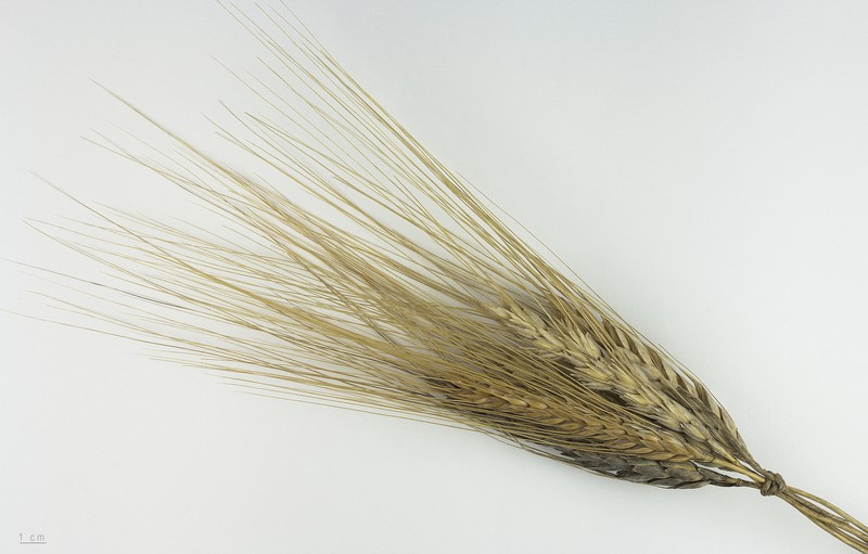 Rivet Wheat photo 4