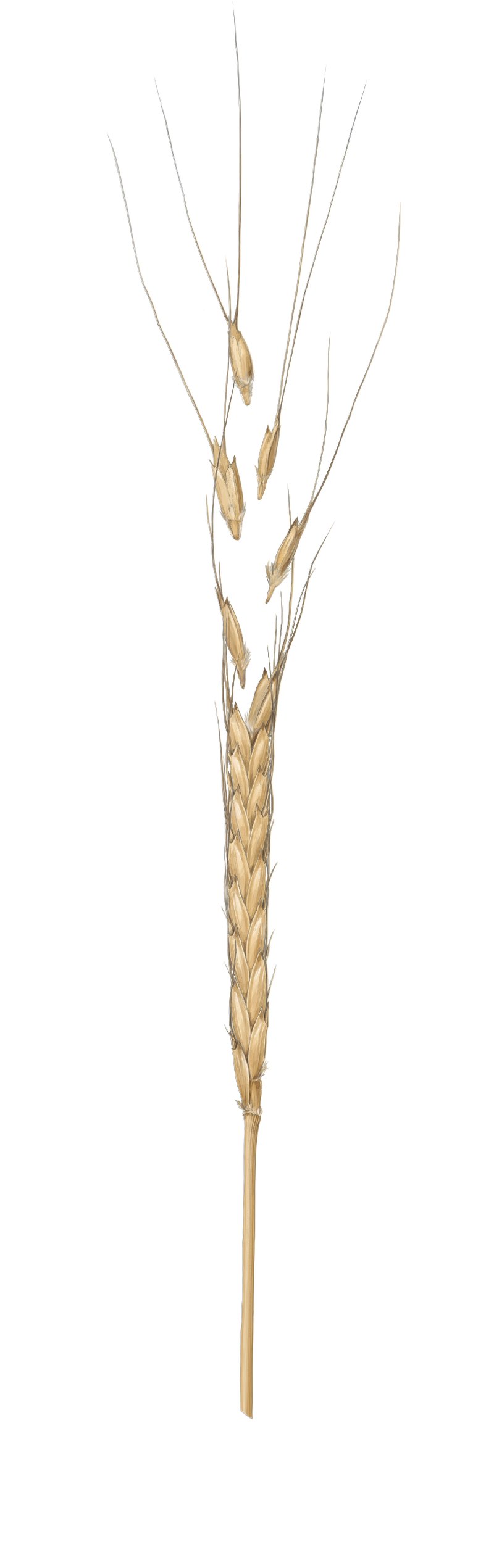 Wheat