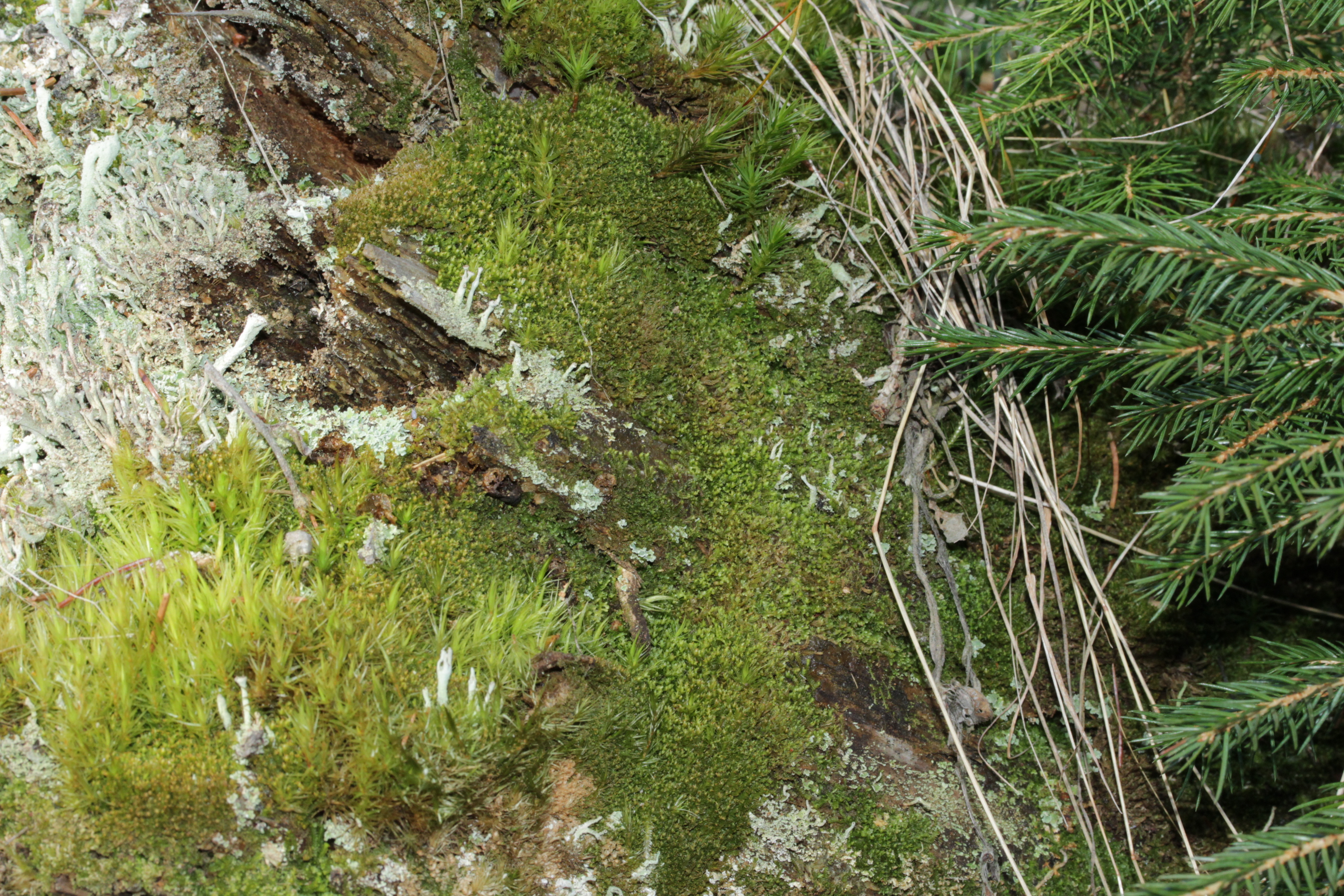 Tritomaria esectiformis photo 4