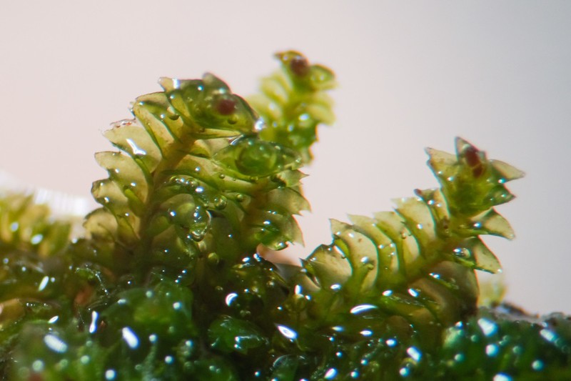 Tritomaria esecta