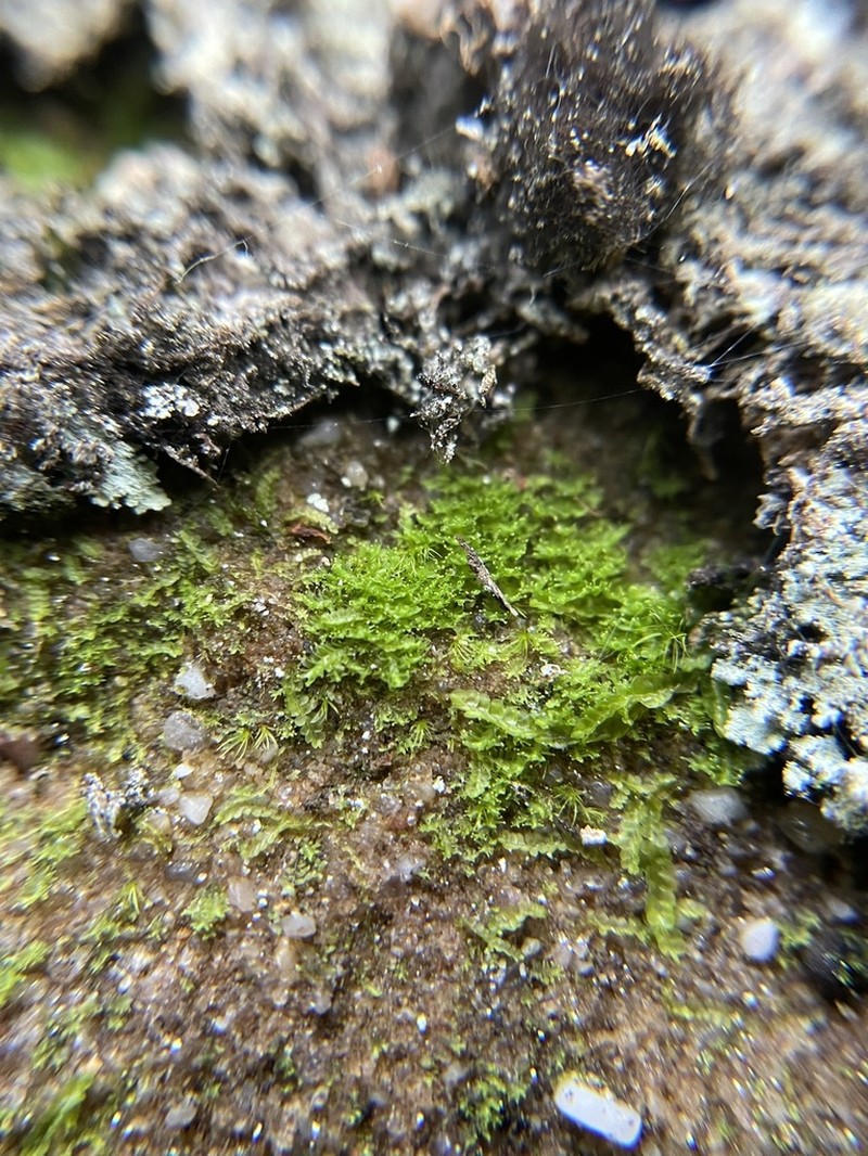 Tritomaria esecta photo 2