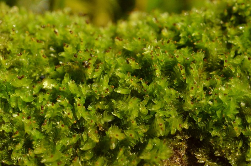 Tritomaria esecta photo 3