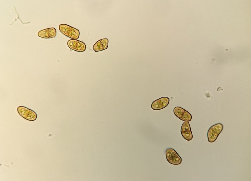 Tritomaria esecta photo 4