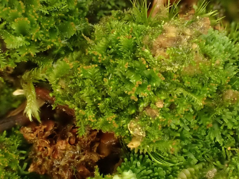 Tritomaria esecta photo 5