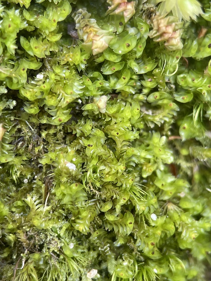 Tritomaria esecta photo 7