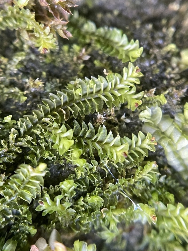 Tritomaria esecta photo 8