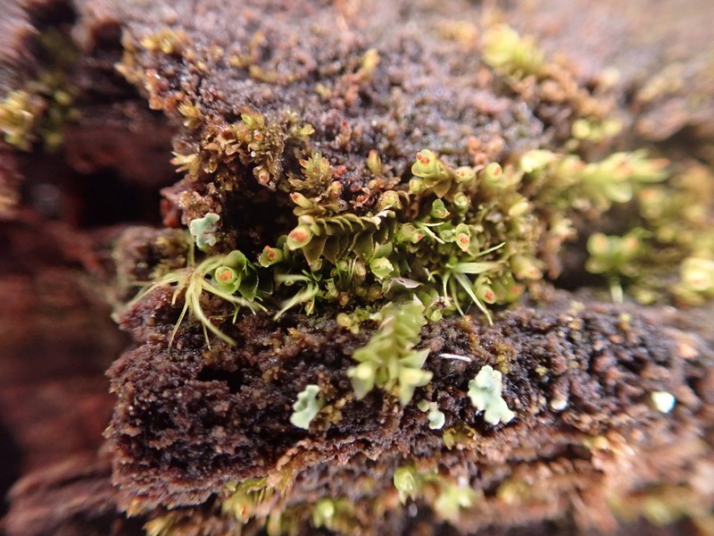 Tritomaria esectiformis photo 2