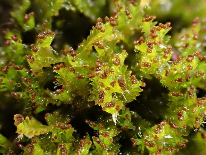 Tritomaria esectiformis photo 3