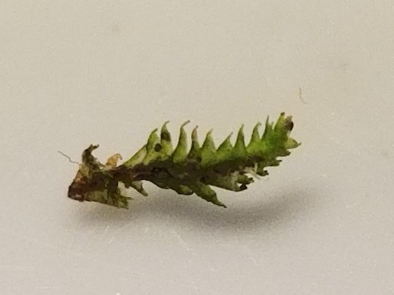 Tritomaria esectiformis photo 4
