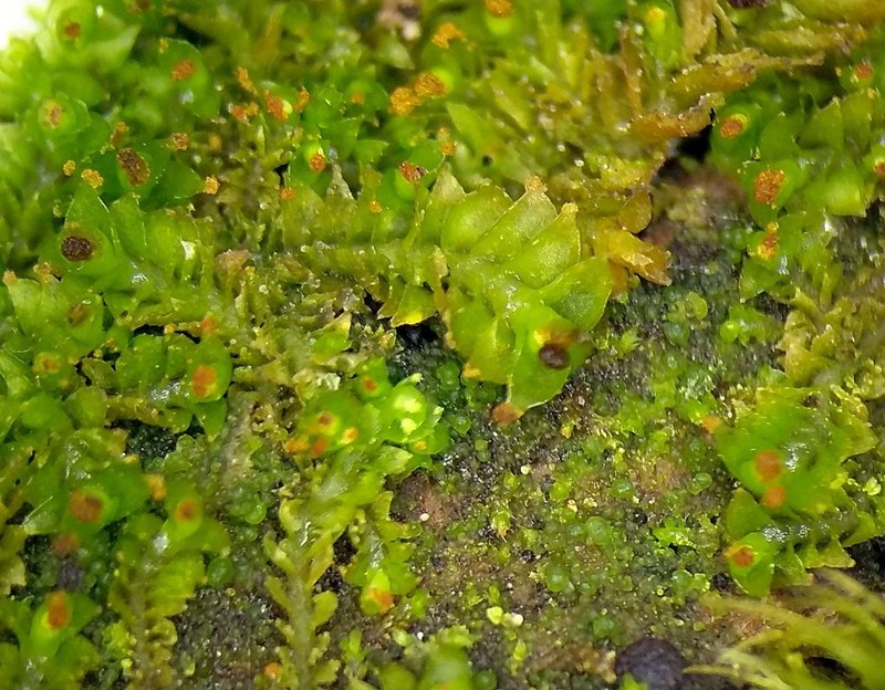 Tritomaria esectiformis photo 5