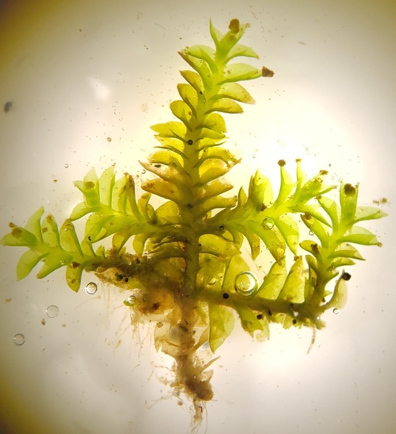 Tritomaria esectiformis photo 6