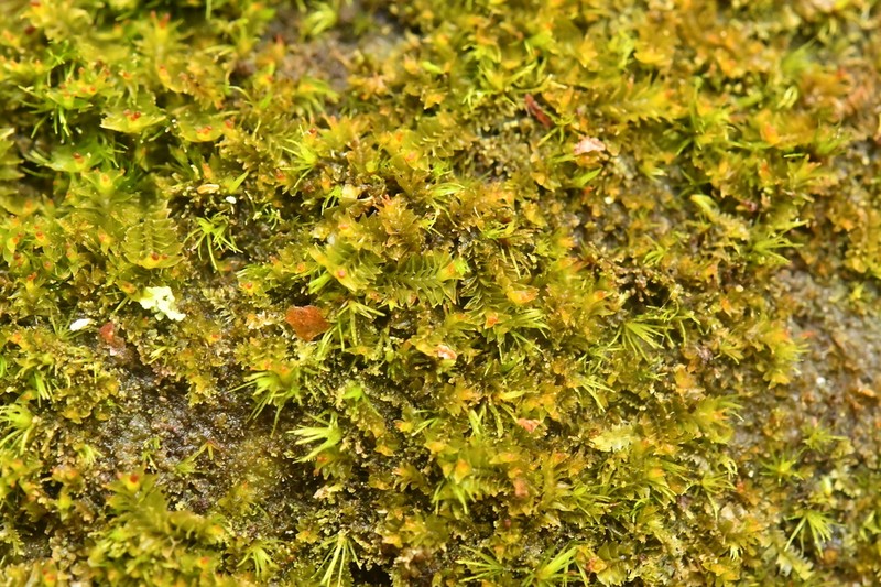 Tritomaria esectiformis photo 7