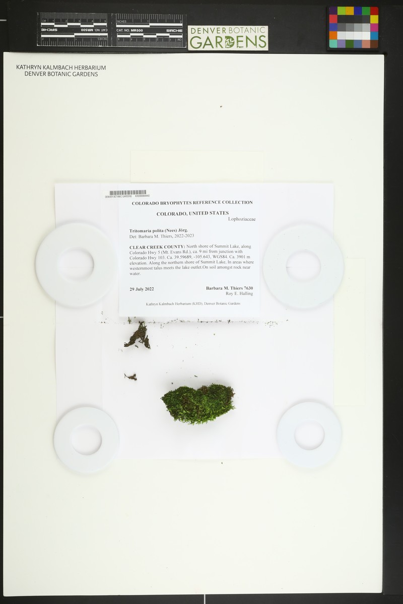 Tritomaria polita photo 3